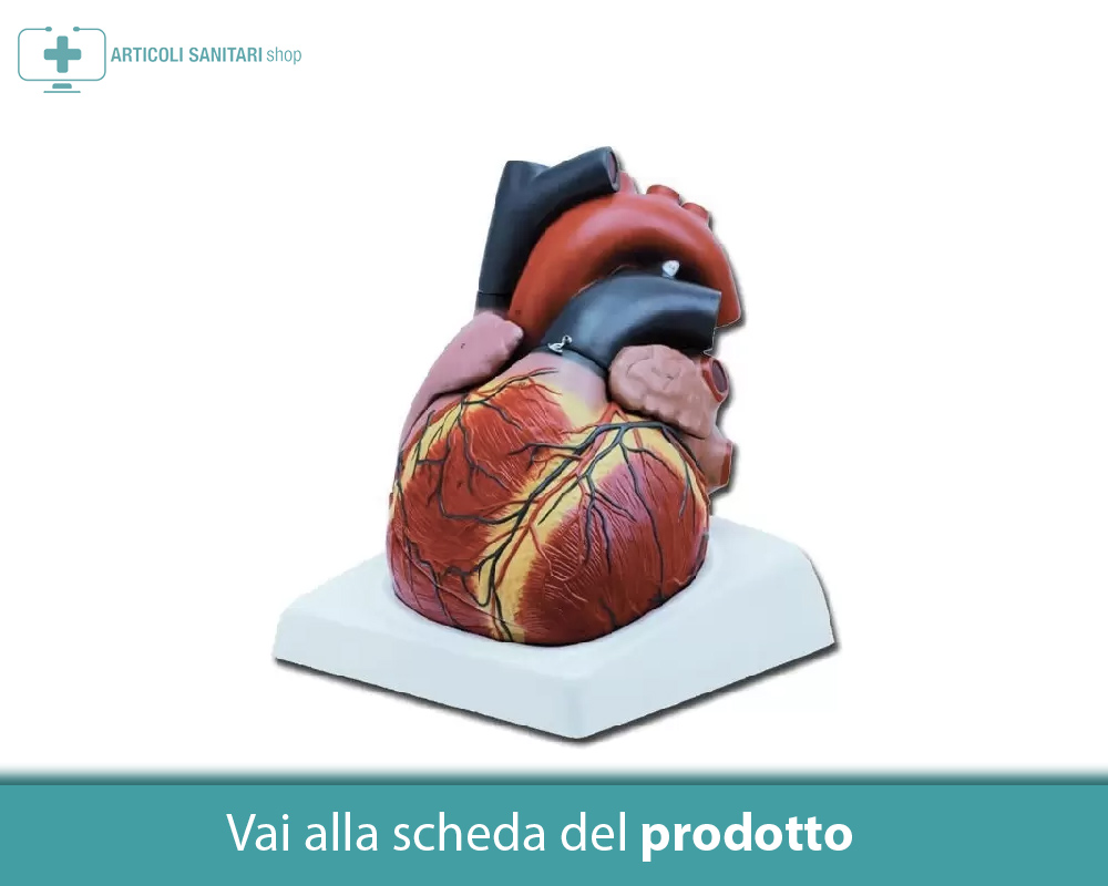 Da Che Lato è Il Cuore Cuore umano: anatomia, funzionamento, posizione, tutto quello che c'è